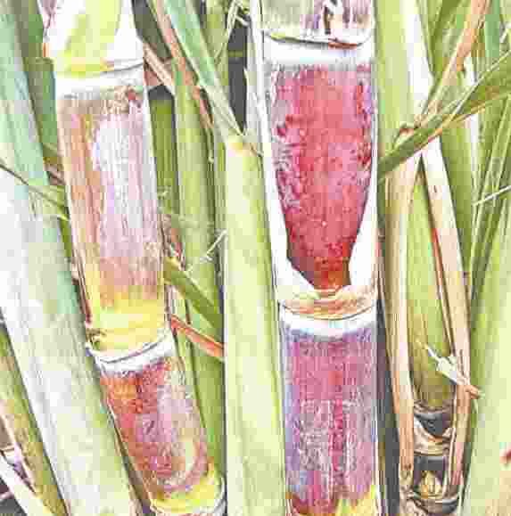 basic cota influencial farmers agreement