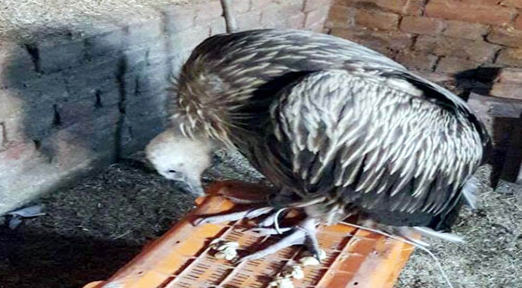 vulture make family member