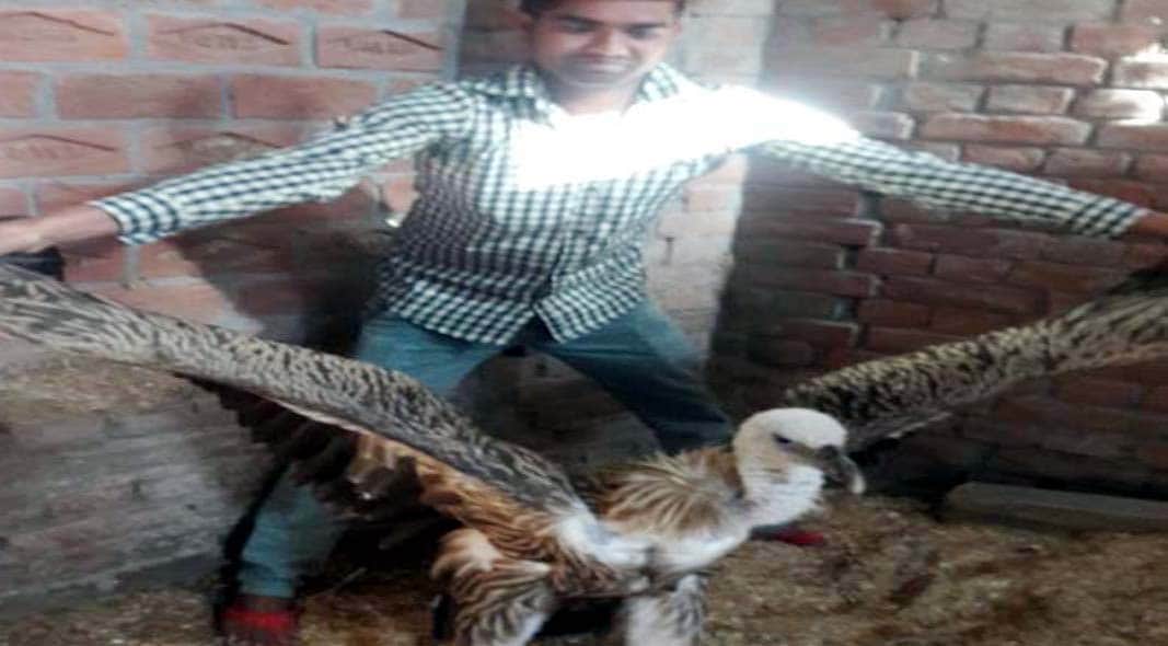 vulture make family member