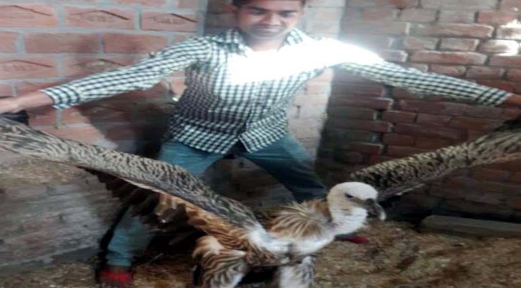 vulture make family member