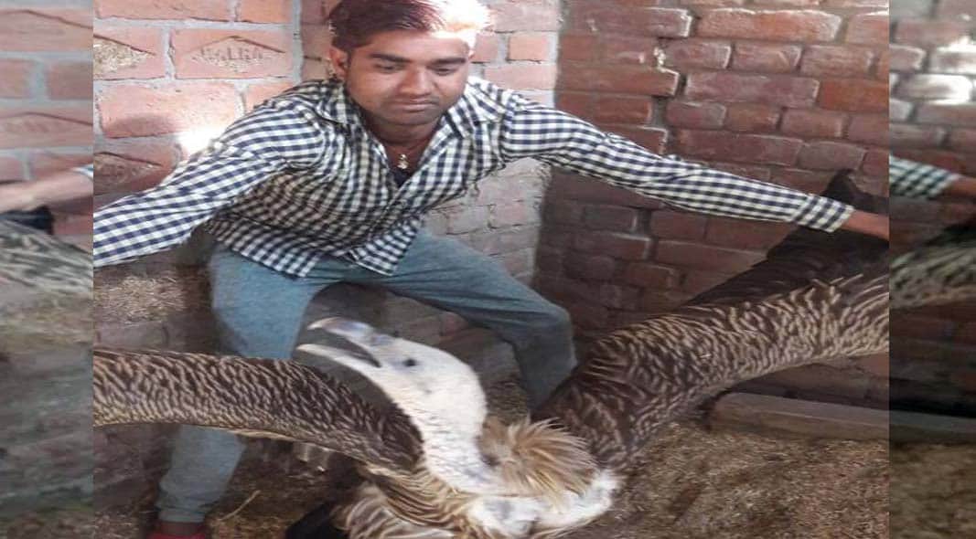 vulture make family member