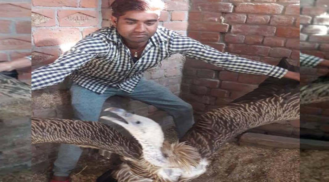 vulture make family member