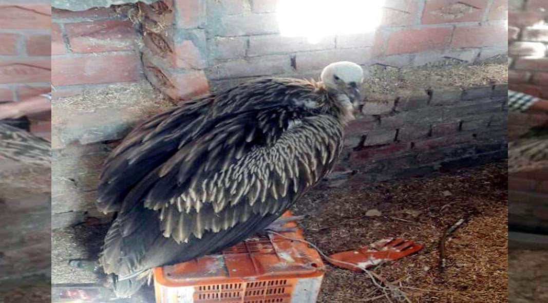 vulture make family member