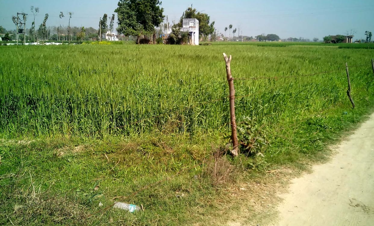 नवंबर में आएगी फसल, सितंबर से खरीदने के निर्देश