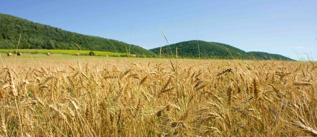 problems on crop of jammu and kashmir may cause loss to farmers