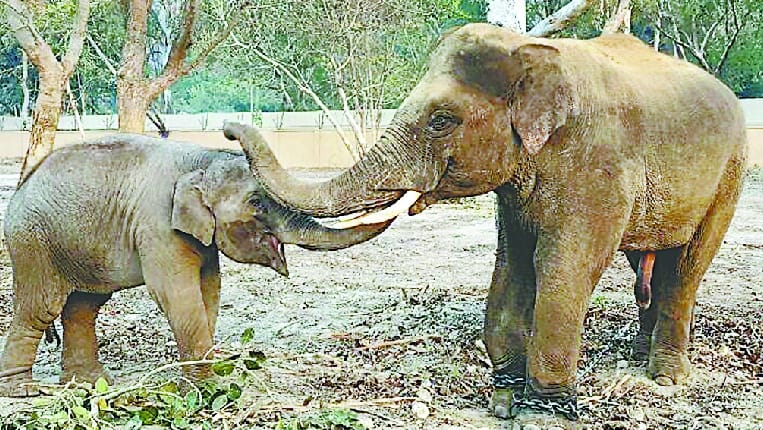 No gum to elephant