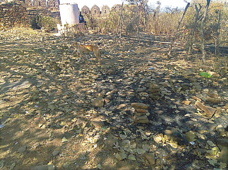 Fire extinguished itself, thousands of ash trees