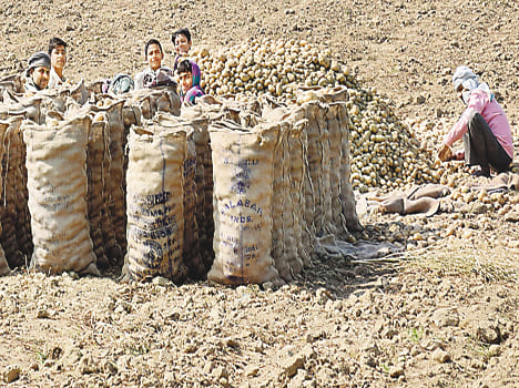 The market price of potatoes from cold storage, to the farmer denied