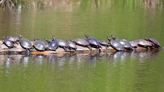 West Bengal: 1200 Rare variety turtles recovered 