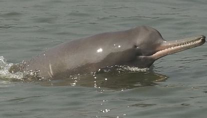 Dolphin sanctuary is proposed at Sarnath in Varanasi