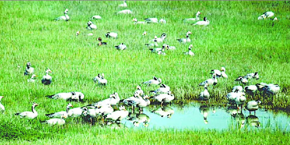 Migratory birds roost in Bijnor, that will not ever seen such pictures 
