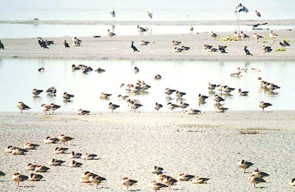Migratory birds roost in Bijnor, that will not ever seen such pictures 
