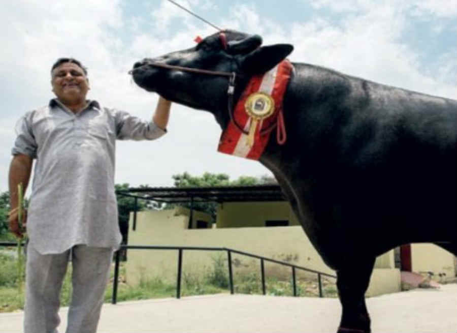9.26 millon of Yuvraj drinks 29 liters milk and eats 1o kg fruits in a day