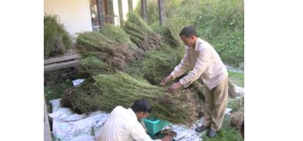 cultivation of medicinal herbs in Himachal