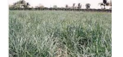 cultivation of medicinal herbs in Himachal