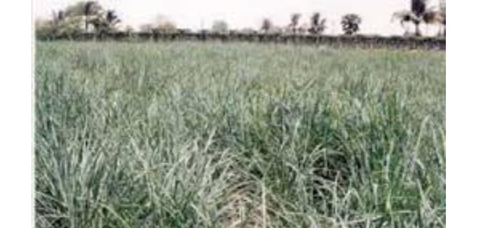 AYUSH Research Institute: Cultivation of herbs will give wings to the economy of the people of rural areas