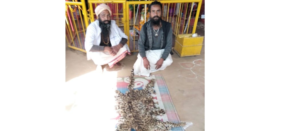 leopard skin recovered from baba in temple mandi himachal