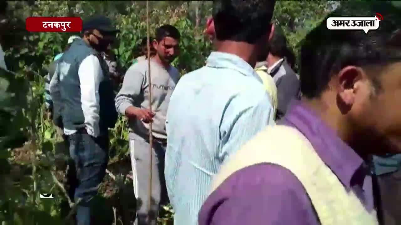 बाघ, टनकपुर 