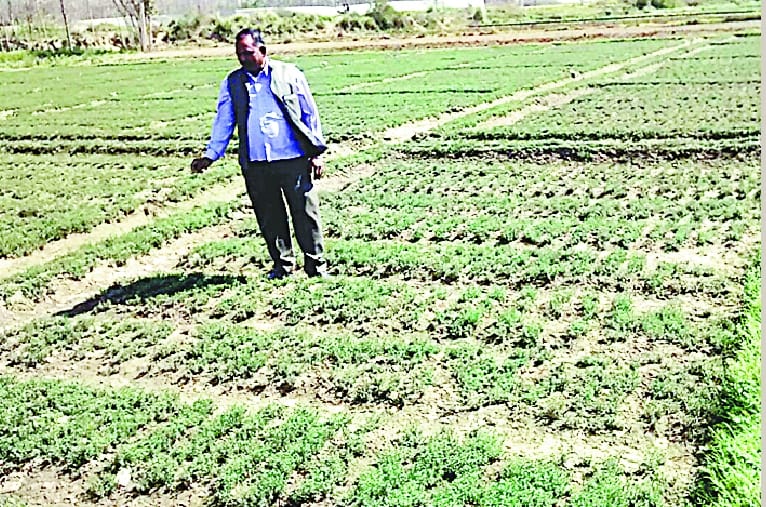 Rich farmers are cultivating medicinal