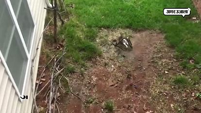 OMG! Rabbit fight with king Kobra