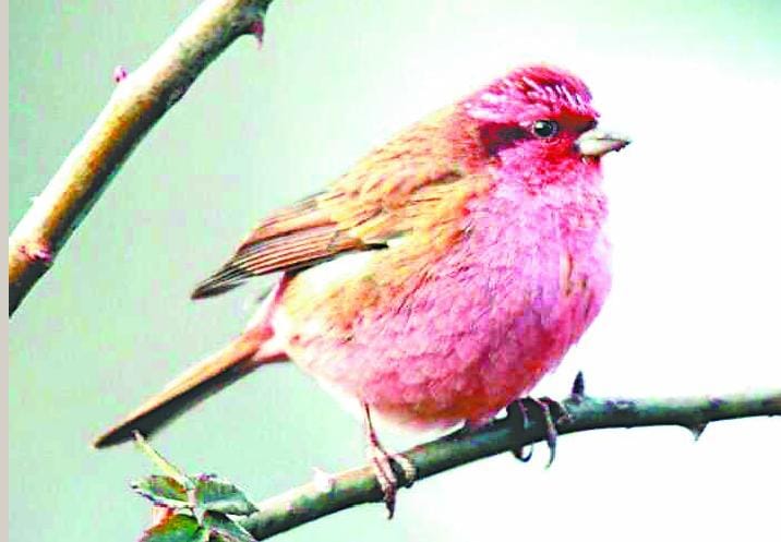 Rose Finch, Himalayan Bulbul, appeared Sraik