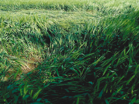 Strong winds and moisture wheat crop nearing Brbadike