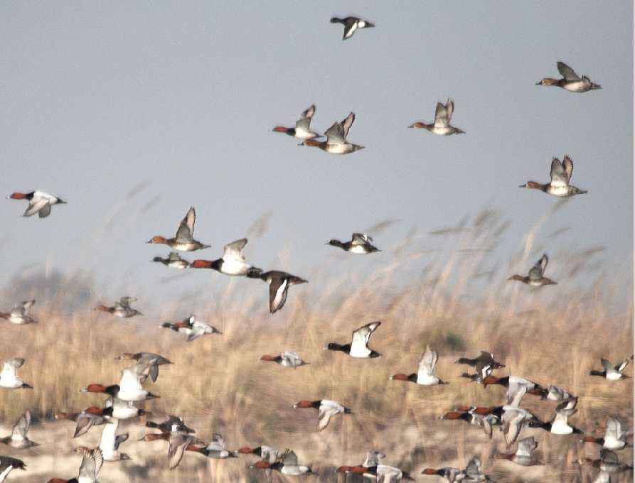battery vehicle will run in bird century in gurugram