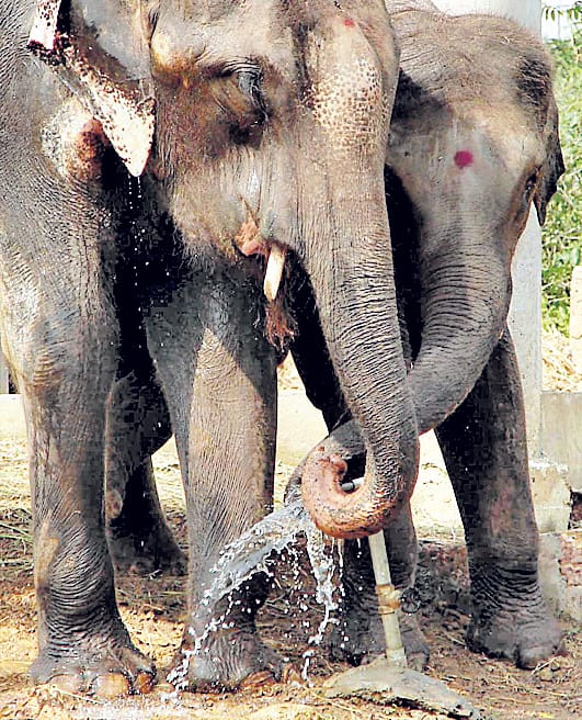 he old man was killed by elephant 