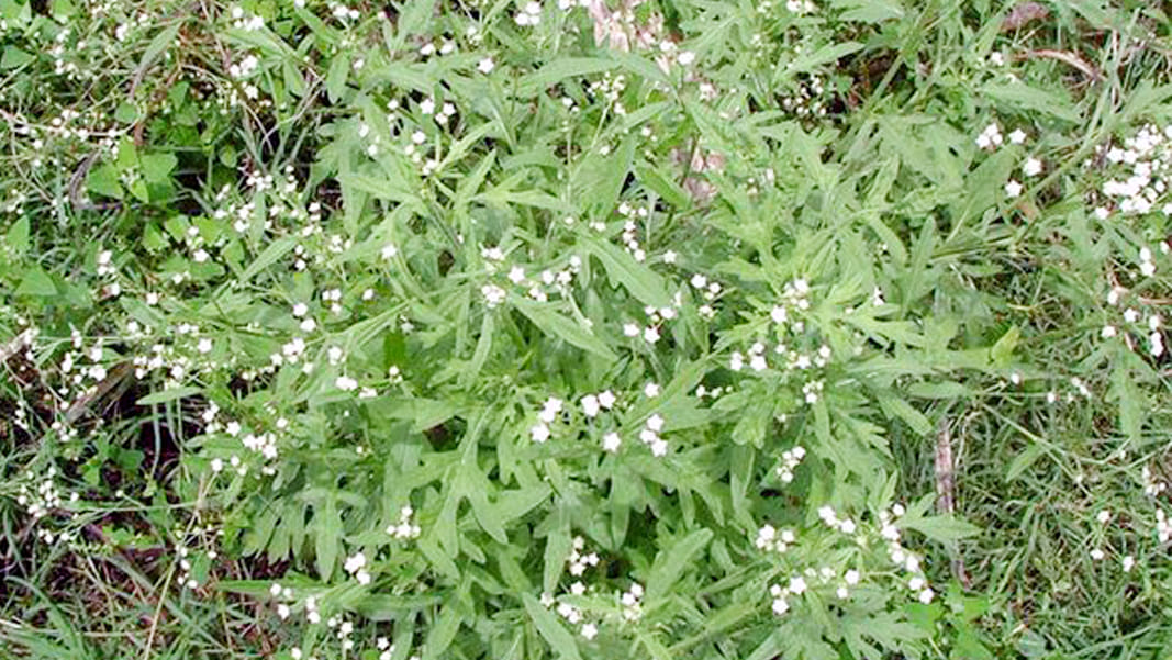petrol option of carrots grass