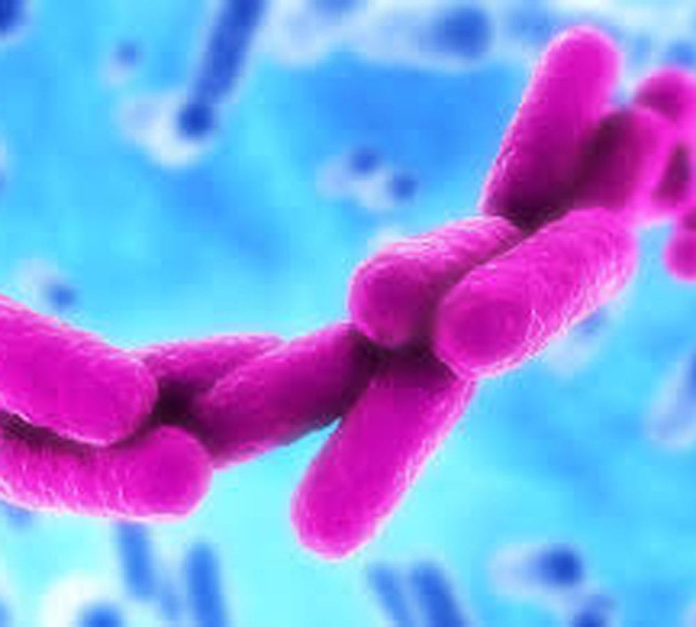 list of most harmful bacteria 