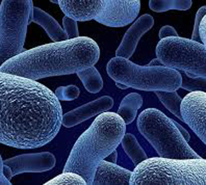 list of most harmful bacteria 
