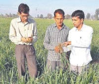 fatehabad, wheat crop, sciencitist,  harayana