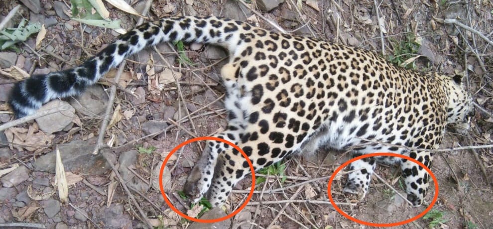 Leopard killed by poachers in Sirmour Himachal Pradesh