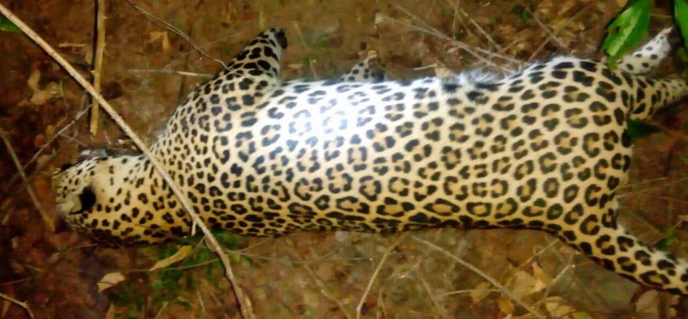 villager killed panther in banswara 