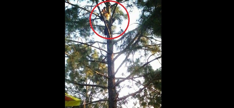 The commotion clothes climbing trees
