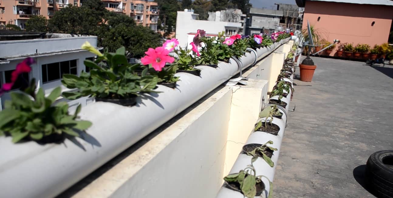 पाइप में रोपे पौधे