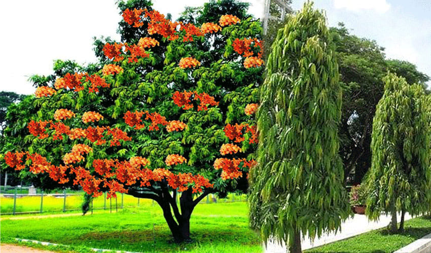 Benefits Of Ashoka Tree In Jyotish And Shastra