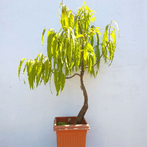Benefits Of Ashoka Tree In Jyotish And Shastra