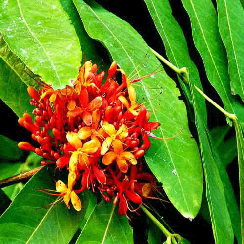 Benefits Of Ashoka Tree In Jyotish And Shastra