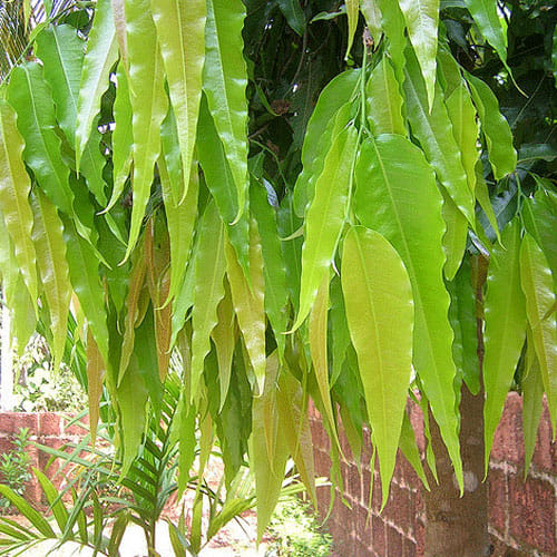 Benefits Of Ashoka Tree In Jyotish And Shastra