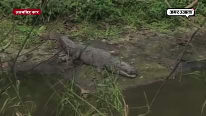 CROCODILE HAVE INCREASED IN TARAI REGION OF UTTARAKHAND