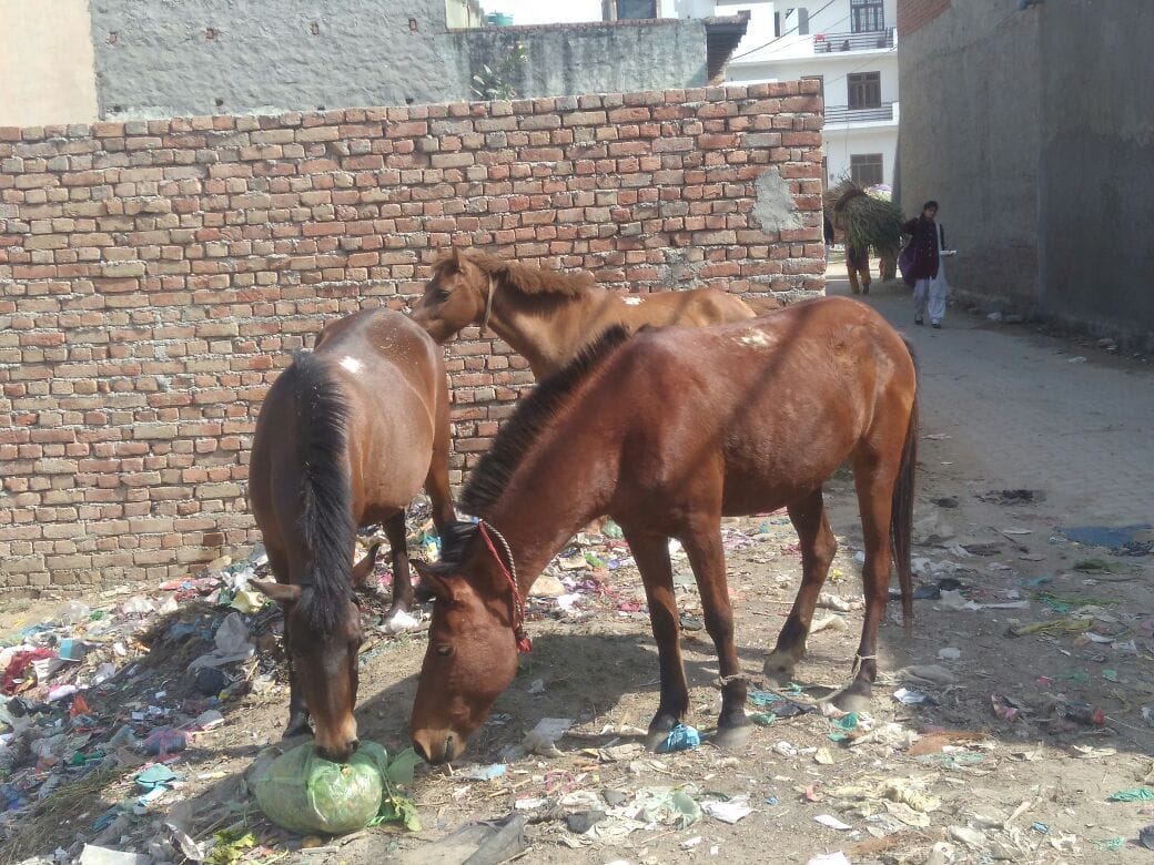 Ganeshpuri terror crazy horse, more than a dozen injured, missed catch sweat administration 