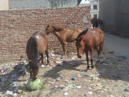 Ganeshpuri terror crazy horse, more than a dozen injured, missed catch sweat administration 