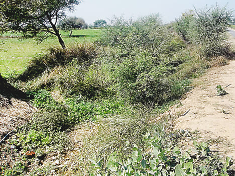 Rjwahon no water, how Farming