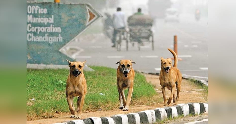 Chandigarh, Dogs in parks, issued guidelines