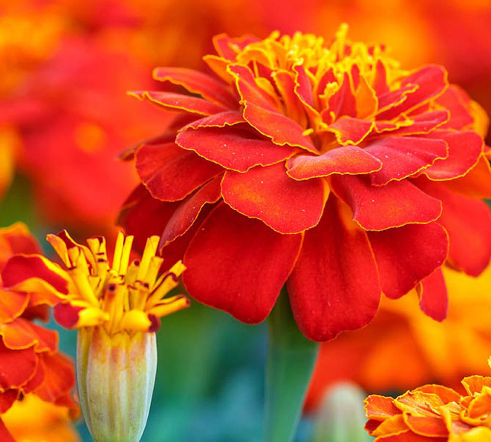 health benefits of different flowers