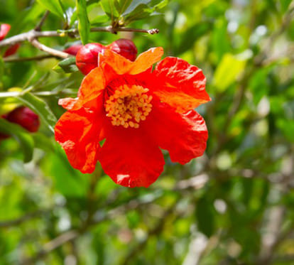 health benefits of different flowers