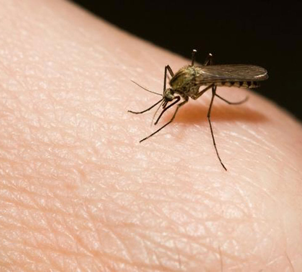 who team survey in himachal reveals that malaria mosquito in cold areas