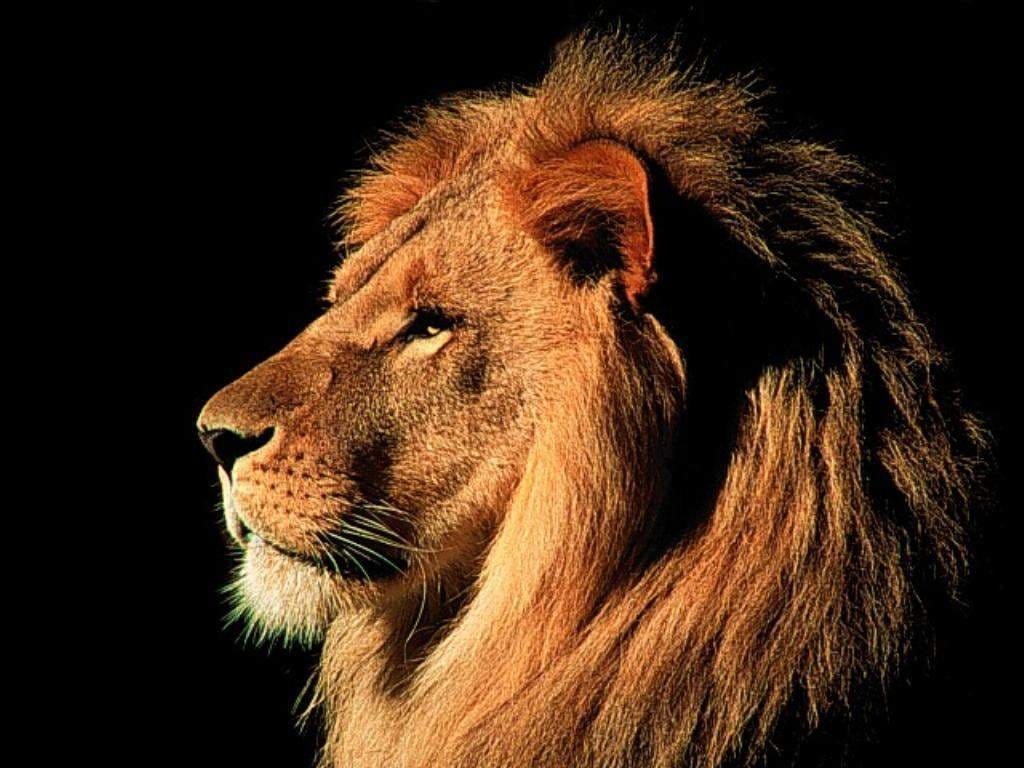 Lion of Safari eating alihaad