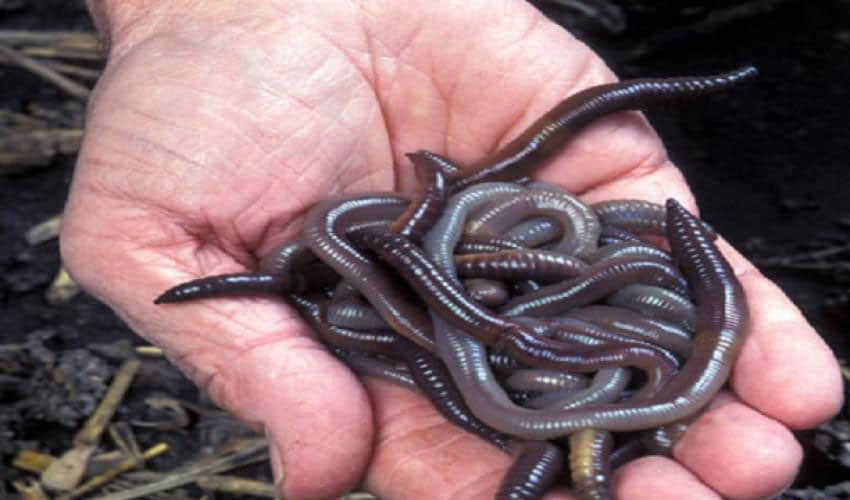 doctors found 150 earthworms in a woman stomach